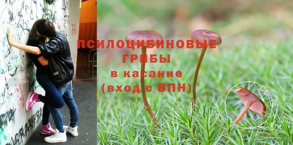 сатива Ростов